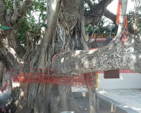 अक्षयवट वृक्ष